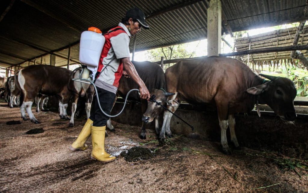 An officer sprays disinfectant as a precaution against the foot and mouth disease on livestock at a cattle farm in Palembang, Indonesia on June 15, 2022. Photo: Muhammad A.F / Anadolu Agency via AFP